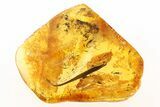 Detailed Fossil Leaf in Baltic Amber #288436-1